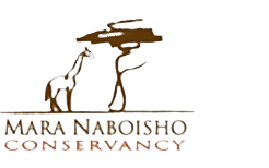 Mara Naboisho Conservancy integrates Maasai, tourism and wildlife interests through equitable decision rights and income participation. 